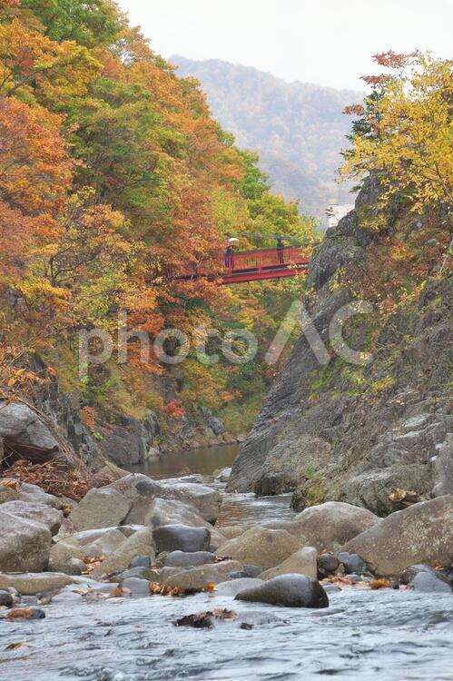 北海道の美しい紅葉 きれい,もみじ,イエローの写真素材