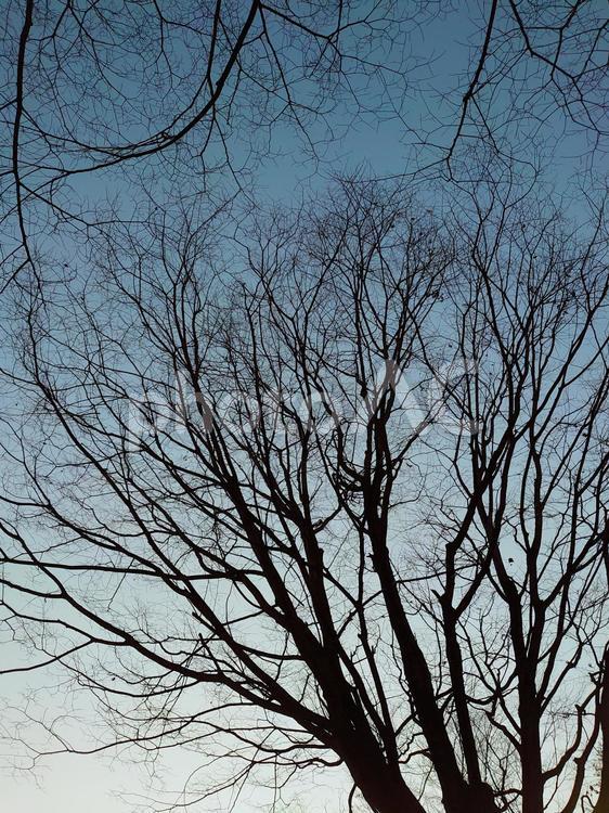 黄昏の木々のシルエット２ 木,枝,屋外の写真素材