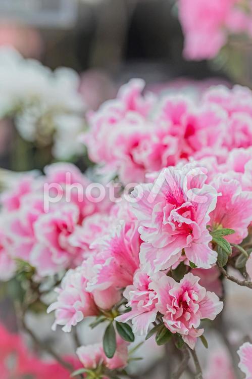 札幌　百合が原公園の温室の花 北海道,札幌,札幌市の写真素材