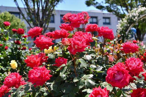 薔薇 ラブ 薔薇 ラブの写真