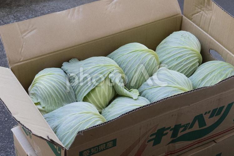 仕入れた愛知県産のキャベツ キャベツ,きゃべつ,野菜の写真素材