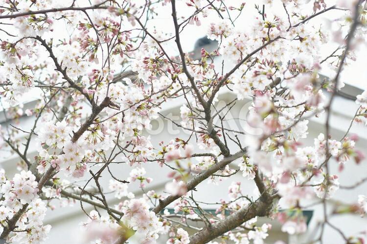 さくらの花､桜の花 植物,撮影,ナチュラルの写真素材