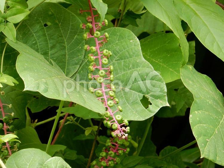 【植物写真】ヨウシュヤマゴボウ ヨウシュヤマゴボウ,洋種山牛蒡,自然の写真素材