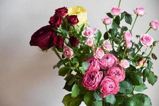 カラフルな薔薇 カラフルな薔薇の写真