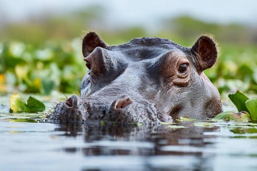 水草の中から顔を覗かせるカバの視線 水草の中から顔を覗かせるカバの視線の写真