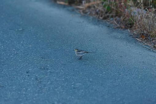 周りを見ながら歩くハクセキレイの若鳥 ハクセキレイ,セキレイ科,若鳥の写真素材