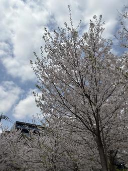 桜の写真
