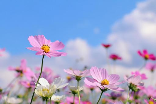 Cosmos Autumn Scenery, JPG