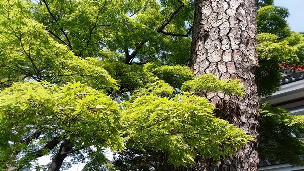 お墓参りの時 お墓参りの時の写真
