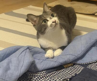 座るシロサバ猫 ねこ,cat,かわいいの写真素材