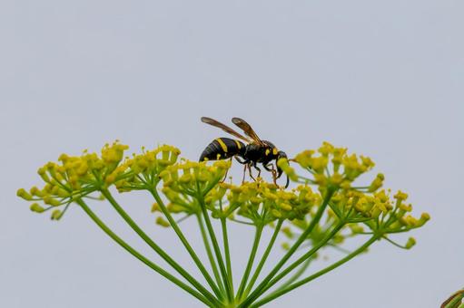 オオフタオビドロバチ⑴の写真