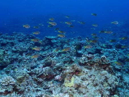 沖縄の海 水中写真,海,海の中の写真素材