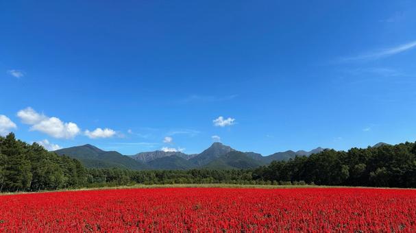 八ヶ岳とサルビア畑 八ヶ岳とサルビア畑 空,晴れ,八ヶ岳の写真素材