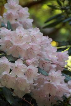 木漏れ日の中で咲くシナシャクナゲ シャクナゲ,石楠花,花の写真素材
