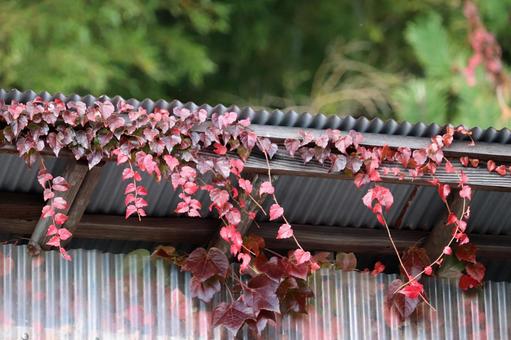 赤いツタの這うトタンの倉庫 ツタ,蔦,赤い葉の写真素材