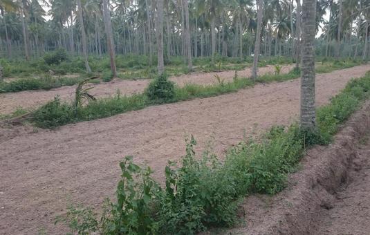 スリランカ 農地 スリランカ 農地の写真