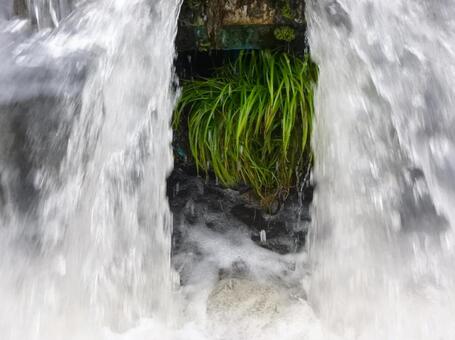 たくましい水草 たくましい水草の写真