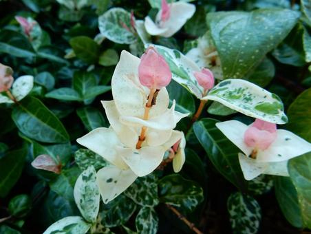 【f花の写真】 ハツユキカズラ 【f花の写真】 ハツユキカズラの写真