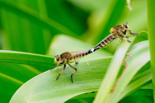 Photo, insect, shioyab, mating, 
