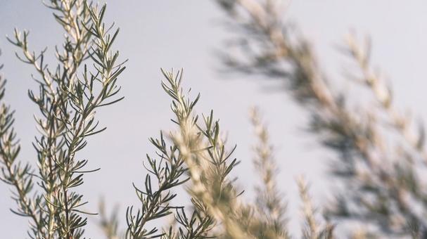 ハーブ ハーブ,秋,植物の写真素材