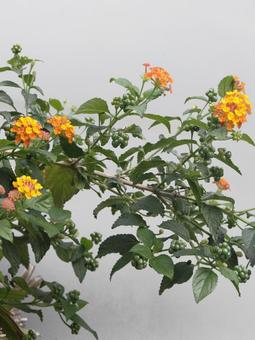 Photo, lantana, citihenga, seven changes, 