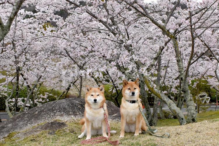 柴犬・桜・花見 柴犬,柴,犬の写真素材