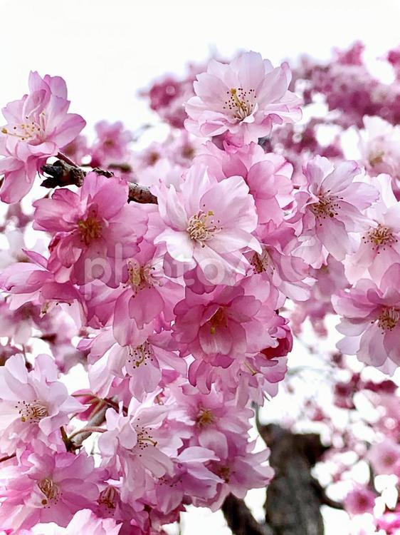 枝垂れ桜4 桜,さくら,サクラの写真素材