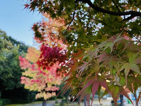 朝一のもみじ 紅葉,秋,もみじの写真素材