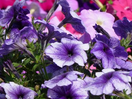 公園の花壇に咲く紫色のペチュニア 公園の花壇に咲く紫色のペチュニアの写真