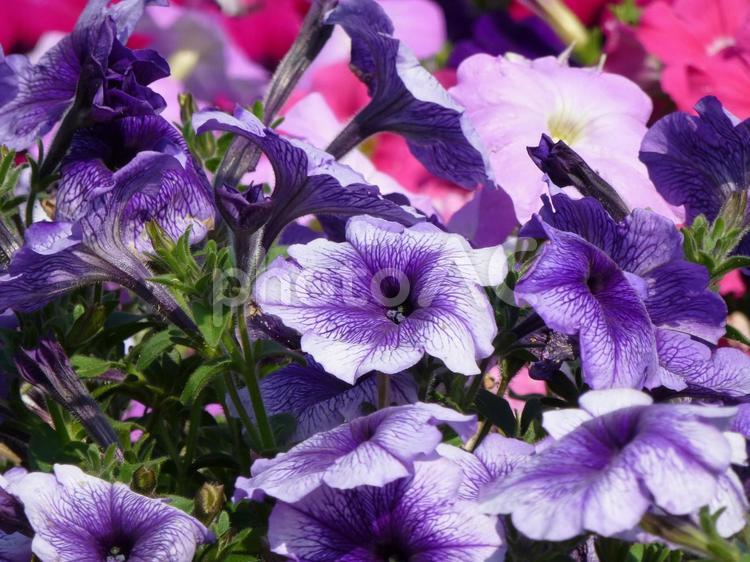 公園の花壇に咲く紫色のペチュニア ペチュニア,花,植物の写真素材