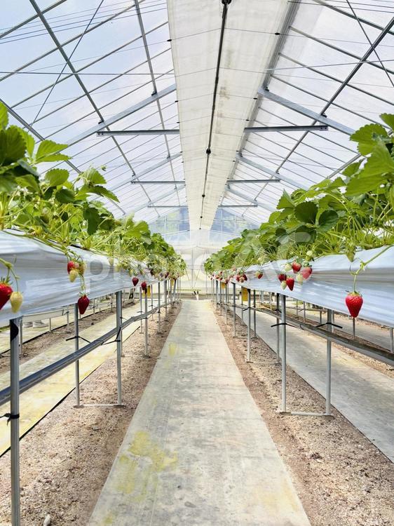 ハウス栽培のいちごA いちご,ストロベリー,植物の写真素材