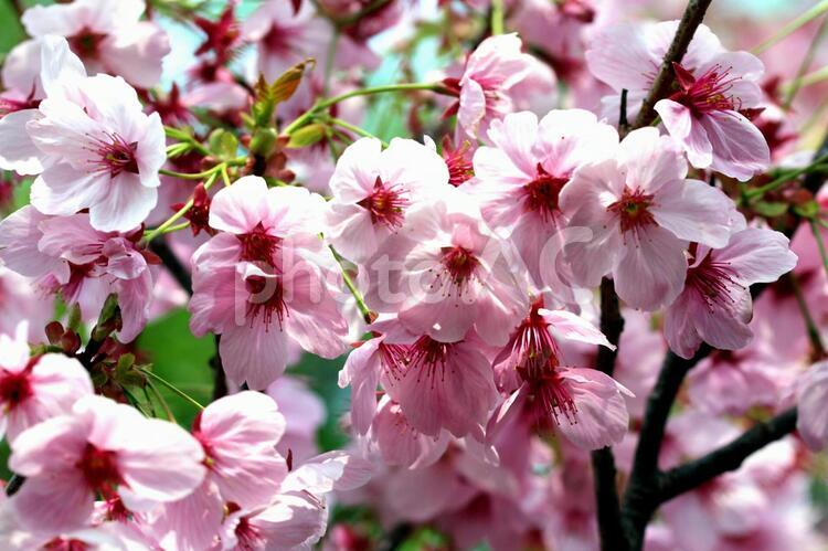 日本人の誇り　サクラの花　03 桜,植物,花の写真素材