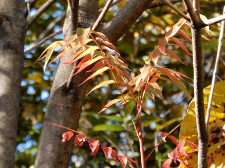 【風景写真】晩秋の風景 紅葉,葉っぱ,晩秋の写真素材