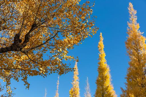 神宮外苑いちょう並木の黄葉1 黄葉,イチョウ並木,神宮外苑の写真素材