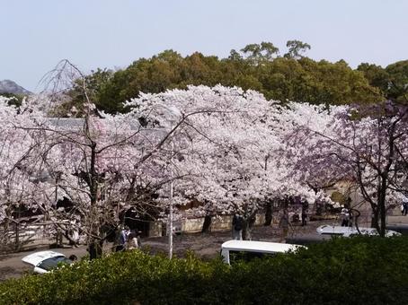Photo, kagawa prefecture, kobuchi park, natural, 