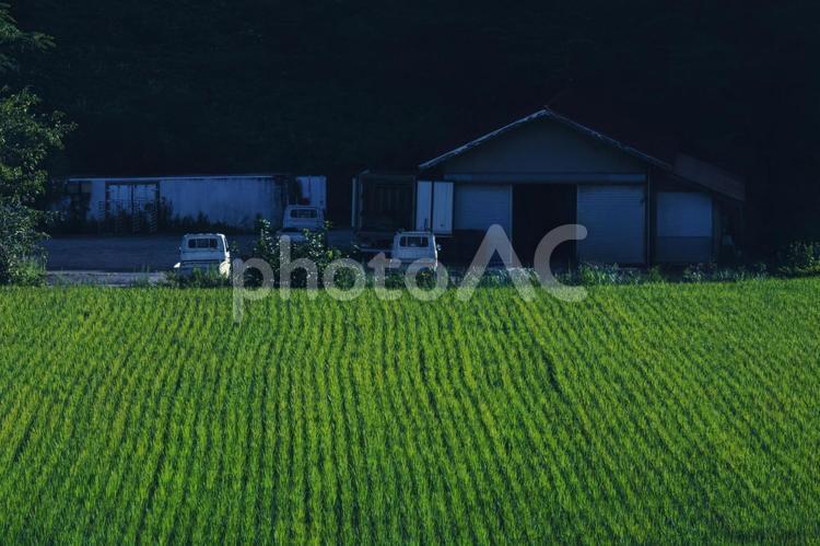 実りの秋を待つ、農家の倉庫 田,畑,農家の写真素材
