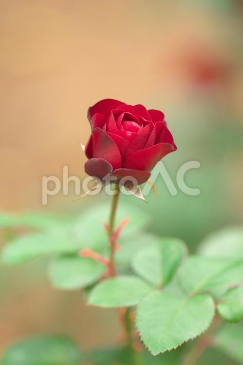 バラ　ラバグルート バラ,ラバグルート,薔薇の写真素材