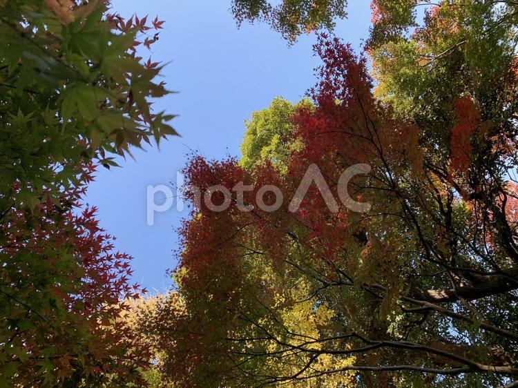 色づき　紅葉 紅葉,もみじ,赤の写真素材