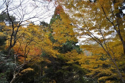 紅葉 紅葉の写真