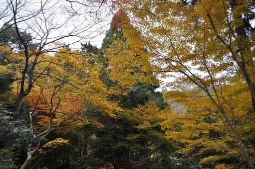 Autumn leaves, autumn leaves, JPG