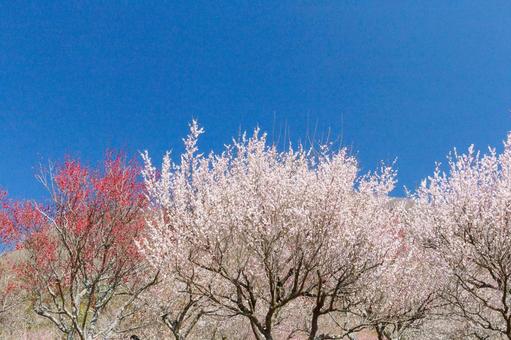 青空に映える満開の白梅と紅梅 梅,迎春,梅の花の写真素材