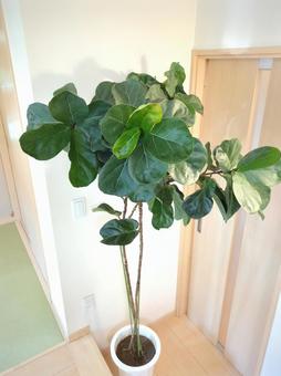 大型観葉植物 カシワバゴムバンビーノ 大型観葉植物 カシワバゴムバンビーノ 大型観葉植物,観葉植物,フィカスの写真素材