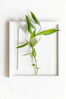 白いフレームと緑色の植物 白いフレームと緑色の植物 モックアップ,物撮り,フレームの写真素材