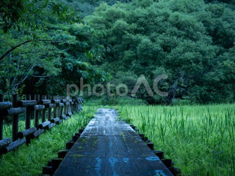 まだ薄暗い雨上がりの池の畔の木道② 池,木道,遊歩道の写真素材