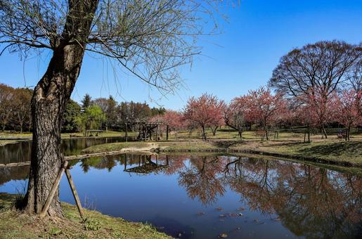 古河公方公園の桃の木 古河公方公園の桃の木 桃木,モモの木,桃色の写真素材