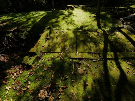 木漏れ日の苔と石畳 木漏れ日の苔と石畳 石畳,苔,貞祥寺の写真素材