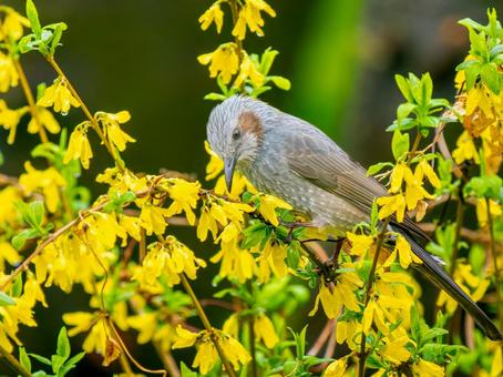 枝にとまるヒヨドリ 枝にとまるヒヨドリ ヒヨドリ,野鳥,鳥の写真素材