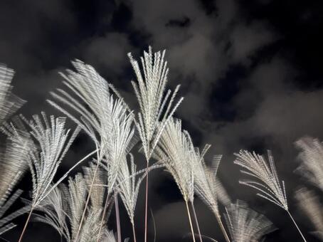 夜風に揺らぐススキの穂 03 薄,芒,夜の写真素材