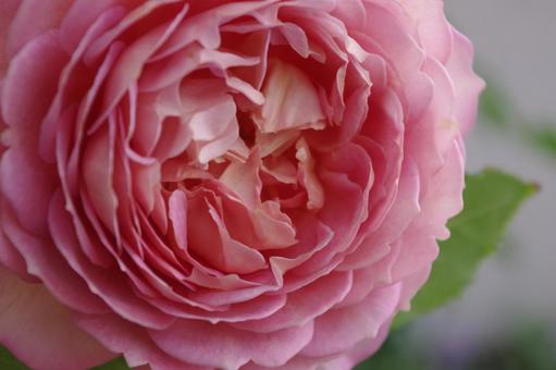 バラ　ジュビリーセレブレーションの写真