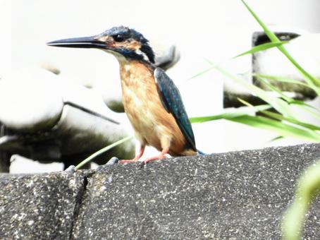 塀の上に立つカワセミ 塀の上に立つカワセミの写真